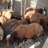 گوسفند میش تقلی بز