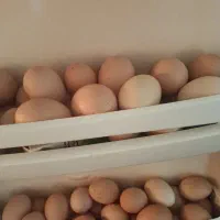 تخم مرغ محلی