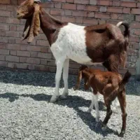 بز با بزغاله