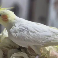 عروس هلندی یک ماهه دون خور