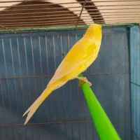 قناری زرد طلایی