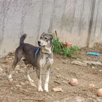 سگ  افغان