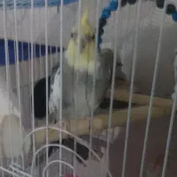 عروس هلندی نر سخنگو