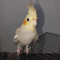 عروس هلندی چهار ماهه