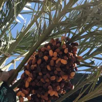 فروش پاجوش نخل مجول وارداتی مراکش و مضافتی