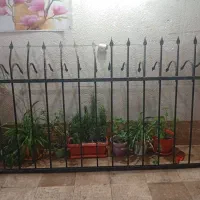 حفاظ شاخ گوزنی