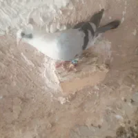 کبوتر پرشی فروشی