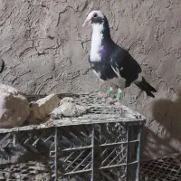 کبوتر شاه پلنگ