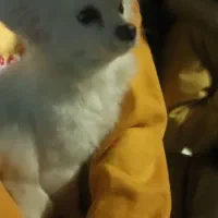 فروشی یا معاوضه سگ پامرانین اشپیتز