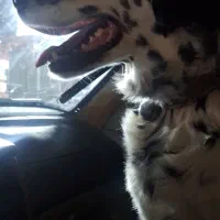 dalmatian