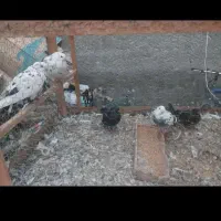 فروش کبوتر