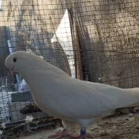 کبوتر نر.چشم زرد.۴میلیون