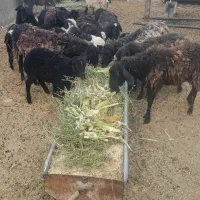 ۱۳راس میش‌وبره