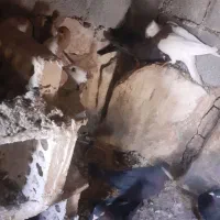 کبوتر