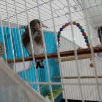 سهره کرمونی.