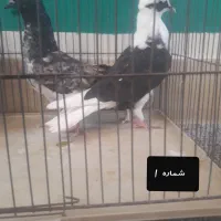 کفتر،جوجه