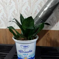 فقط فقط ۸۰ هزار