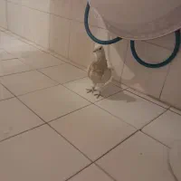 کبوتر|حیوانات|دهاقان, |دیوار