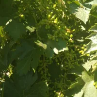 فروش باغ خیابان دنا