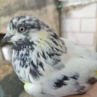 کفتر  کله دم سبز ماده