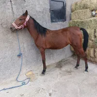 اسب مادیون کرد کره هارای بدون مدرک