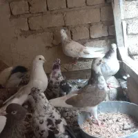 کبوتر پرشی