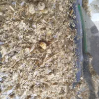 سیلو علوفه بسته بندی و فله