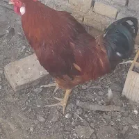 خروس خونگی