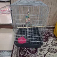 قفس
