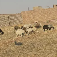 انواع گوسفند پرواری