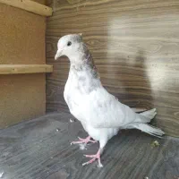 کفتر|پرنده|مشهد, ثامن|دیوار
