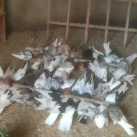 حدود ۱۵ تا حیوان آس و تضمینی