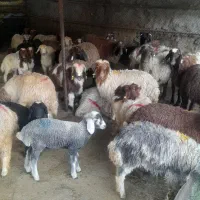 ۱۰۰٪ جکر  سالم زنده