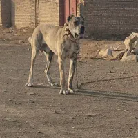سگه|سگ|بیرجند, |دیوار
