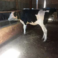 گوساله ماده و بالاغ