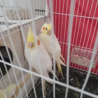 جوجه عروس هلندی