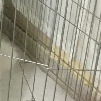 پارک سگ نو استیل بلند