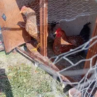 خورس|حیوانات مزرعه|اراک, |دیوار
