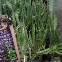 کاکتوس