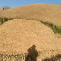 کاه شبدر