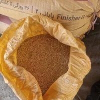 گندم دیم با دست جمع شده