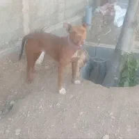 پت بول اصیل به شرط