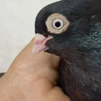 سیا صرب