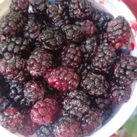 شاتوت درجه یک درشت و شیرین