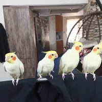 ۲جفت عروس لوتینو سخنگو