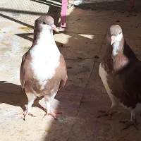 کبوتر