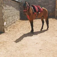 اسب یورقه سن۵سال