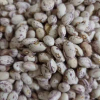 لوبیا چیتی تمیز و بوجاری شده خوش پخت