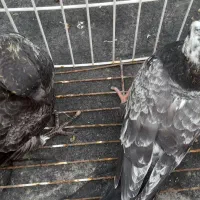 جفت جوجه کبوتر