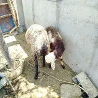 تعدادی بره نر مخصوص قربانی کردن